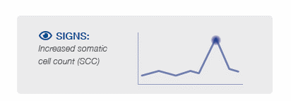 Signs of SCC Signs of increased somatic cell count (SCC)